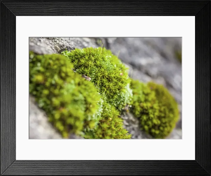 Framed Print : Close up of mosses in the forest near Ahornach, South Tyrol, Italy Framed Print : Close up of mosses in the forest near Ahornach, South Tyrol, Italy