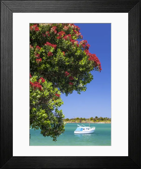 Framed Print : Pohutakawa Tree, Ngunguru, Tutukaka, Northland, North Island, New Zealand, Australasia
