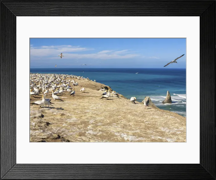 Framed Print : New Zealand, North Island, Cape Kidnappers, Northern Gannet Framed Print : New Zealand, North Island, Cape Kidnappers, Northern Gannet