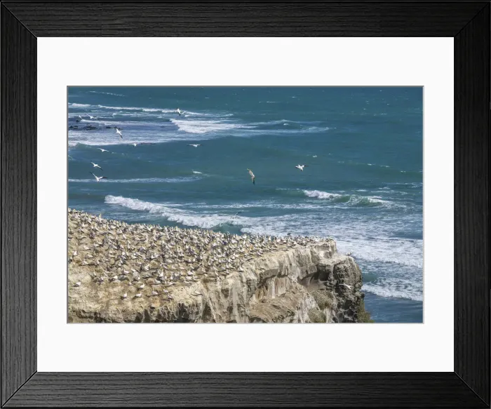Framed Print : New Zealand, North Island, Muriwai Beach, Northern Gannet Framed Print : New Zealand, North Island, Muriwai Beach, Northern Gannet