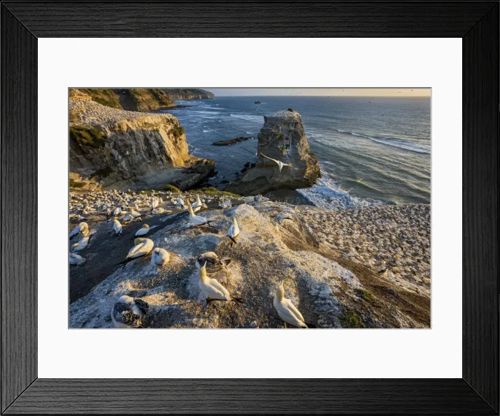 Framed Print : New Zealand, North Island, Muriwai Beach, Northern Gannet Framed Print : New Zealand, North Island, Muriwai Beach, Northern Gannet