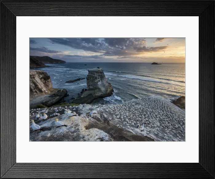 Framed Print : New Zealand, North Island, Muriwai Beach, Northern Gannet Framed Print : New Zealand, North Island, Muriwai Beach, Northern Gannet