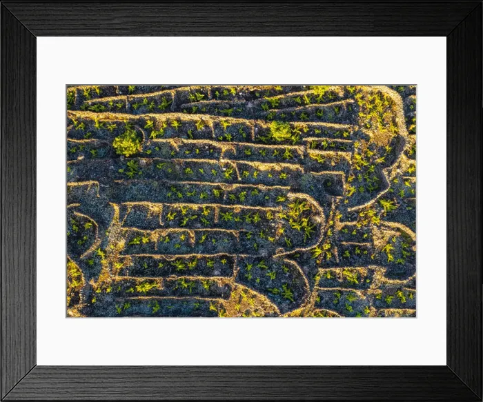 Framed Print : Pico island, Azores, Portugal. Vineyards of Landscape of the Pico Island Vineyard Culture Framed Print : Pico island, Azores, Portugal. Vineyards of Landscape of the Pico Island Vineyard Culture
