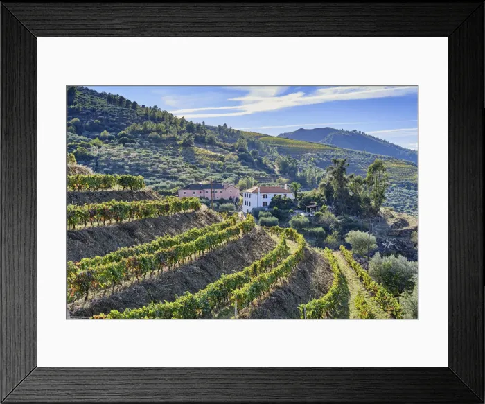 Framed Print : Vineyards in the region of Abreiro. Vale do Tua Regional Nature Park in Autumn, Mirandela Framed Print : Vineyards in the region of Abreiro. Vale do Tua Regional Nature Park in Autumn, Mirandela