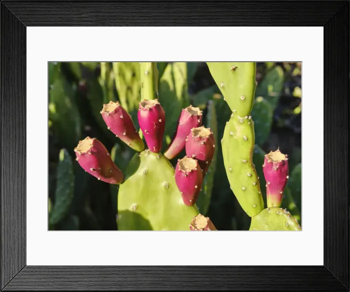 Framed Print : Prickly pear cactus is known by several other names, such as cactus fruit, nopal Framed Print : Prickly pear cactus is known by several other names, such as cactus fruit, nopal