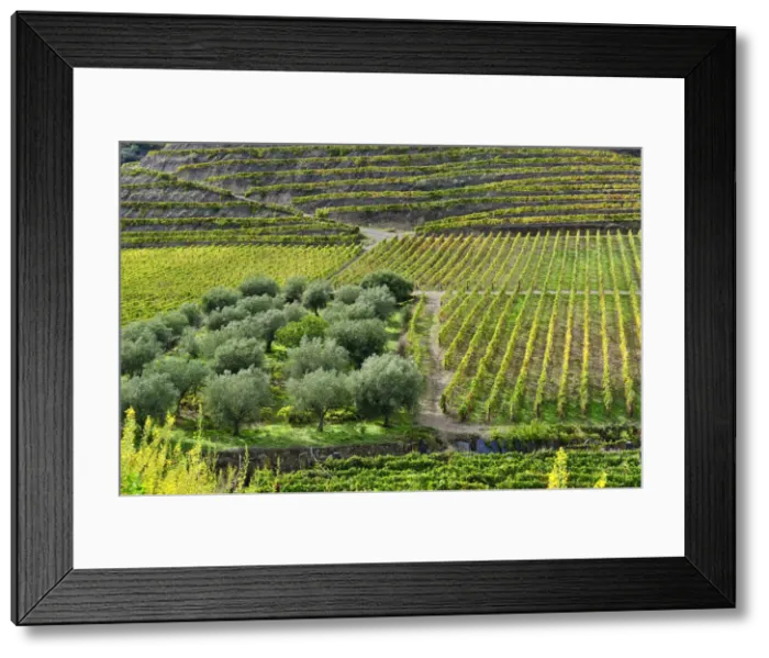 Framed Print : Vineyards and olive groves at Vila Nova de Foz Coa. Alto Douro Framed Print : Vineyards and olive groves at Vila Nova de Foz Coa. Alto Douro