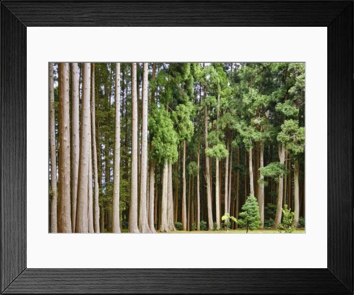 Framed Print : Cryptomeria japonica, Fontinhas Forest Park. Santa Maria. Azores islands, Portugal