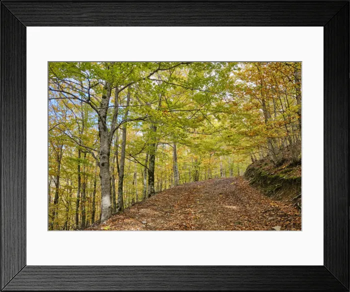 Framed Print : Beech trees (Fagus sylvatica) forest of Sao Lourenco in the Autumn Framed Print : Beech trees (Fagus sylvatica) forest of Sao Lourenco in the Autumn