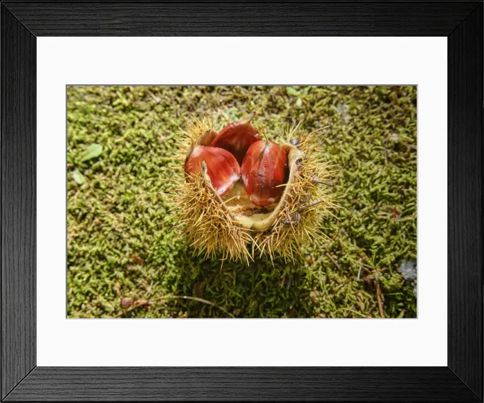 Framed Print : Chestnut hedgehogs in the forest in Autumn. Manteigas, Serra da da Estrela Nature Park Framed Print : Chestnut hedgehogs in the forest in Autumn. Manteigas, Serra da da Estrela Nature Park