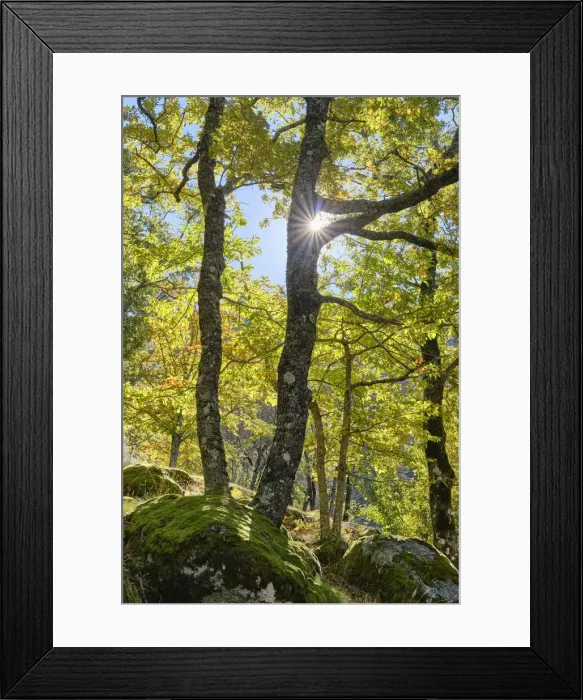 Framed Print : Beech trees and oaks in the forest in Autumn. Manteigas, Serra da da Estrela Nature Park Framed Print : Beech trees and oaks in the forest in Autumn. Manteigas, Serra da da Estrela Nature Park