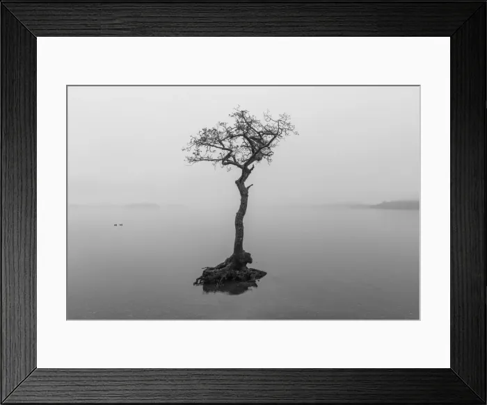 Framed Print : Lone Tree on Loch Lomond, Milarrochy Bay, Stirlingshire, Scotland Framed Print : Lone Tree on Loch Lomond, Milarrochy Bay, Stirlingshire, Scotland