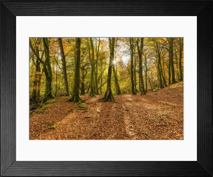 Framed Print : Woodland in Autumn, Birks of Aberfeldy, Perthshire Region, Scotland