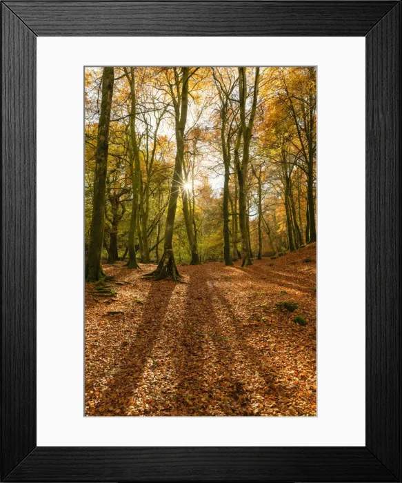 Framed Print : Woodland in Autumn, Birks of Aberfeldy, Perthshire Region, Scotland Framed Print : Woodland in Autumn, Birks of Aberfeldy, Perthshire Region, Scotland