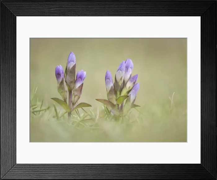 Framed Print : Field gentian (Gentianella campestris), Isle of Lewis, Outer Hebrides, Scotland, UK Framed Print : Field gentian (Gentianella campestris), Isle of Lewis, Outer Hebrides, Scotland, UK