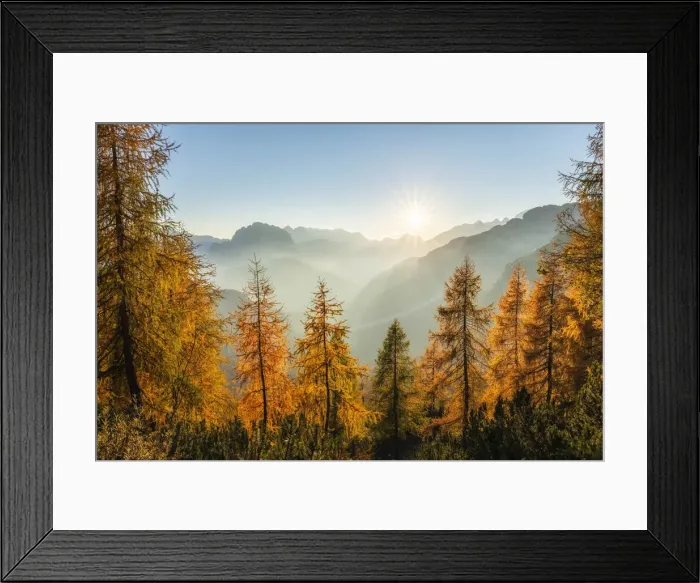 Framed Print : Larch trees at sunset, Mangrt Pass, Julian Alps, Triglav National Park, Slovenia Framed Print : Larch trees at sunset, Mangrt Pass, Julian Alps, Triglav National Park, Slovenia