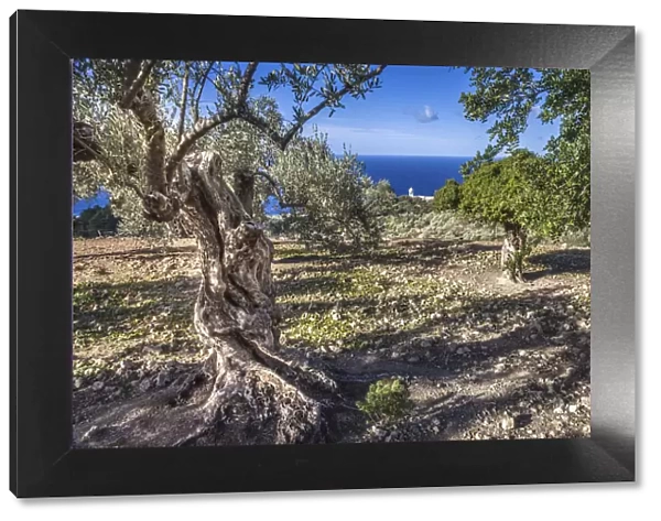 Olive grove in the Serra de Tramuntana near Son Marroig, Mallorca, Spain