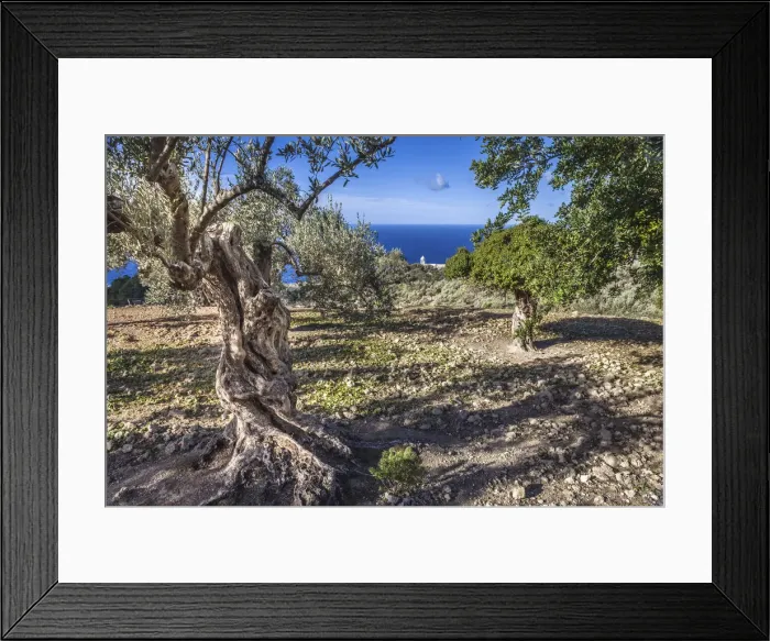 Framed Print : Olive grove in the Serra de Tramuntana near Son Marroig, Mallorca, Spain Framed Print : Olive grove in the Serra de Tramuntana near Son Marroig, Mallorca, Spain