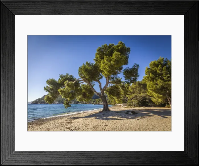 Framed Print : Pine trees on Platja de Formentor beach, Mallorca, Spain Framed Print : Pine trees on Platja de Formentor beach, Mallorca, Spain