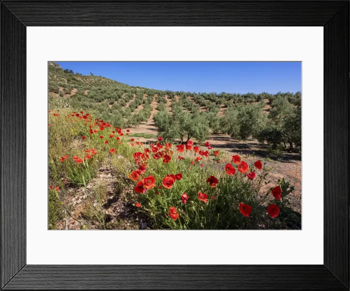Framed Print : Spain, Andalusia, Olive grove, Poppies Framed Print : Spain, Andalusia, Olive grove, Poppies