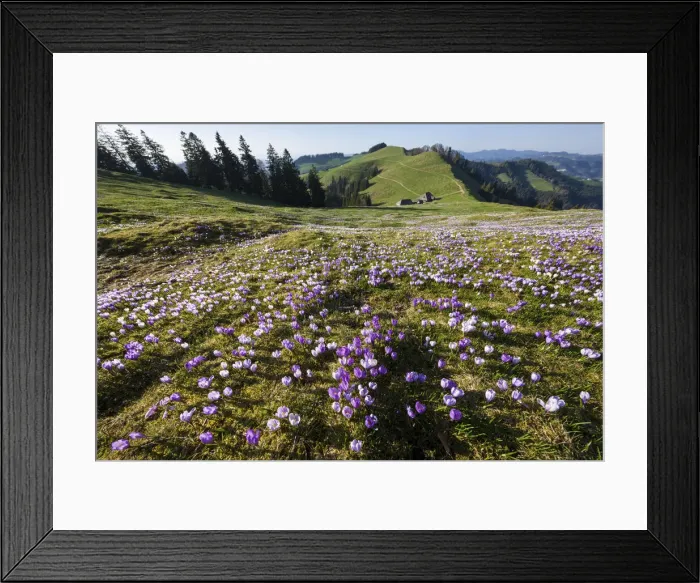 Framed Print : Switzerland, Berner Oberland, Emmental, Crocuses Framed Print : Switzerland, Berner Oberland, Emmental, Crocuses