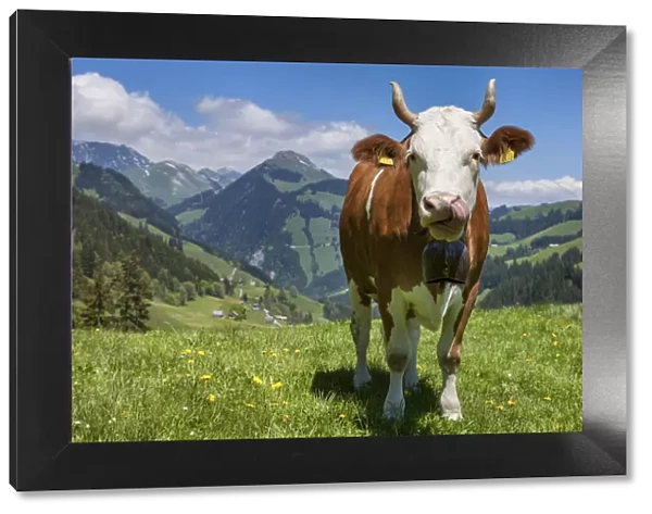Switzerland, Berner Oberland, Alp Ablandschen, Simmental cow