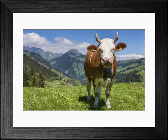 Framed Print : Switzerland, Berner Oberland, Alp Ablandschen, Simmental cow Framed Print : Switzerland, Berner Oberland, Alp Ablandschen, Simmental cow