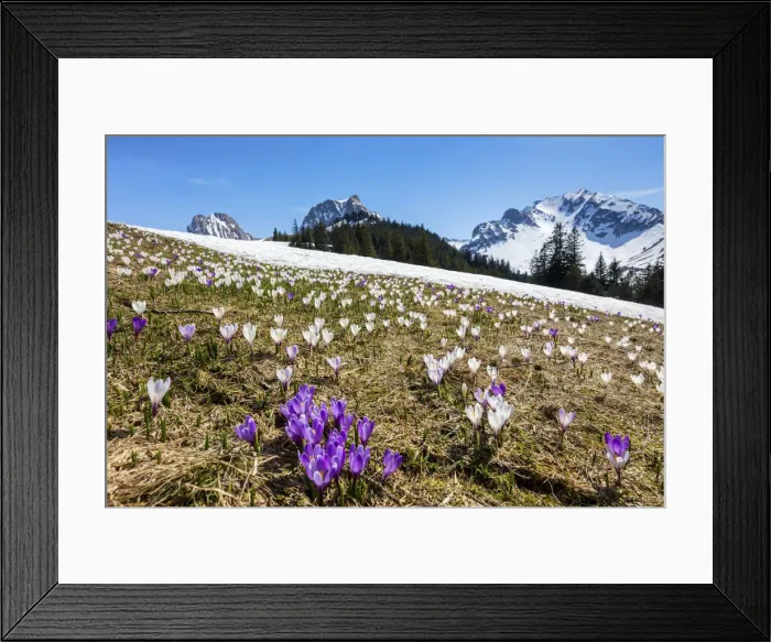 Framed Print : Switzerland, Berner Oberland, Gantrisch Naturpark, Crocuses