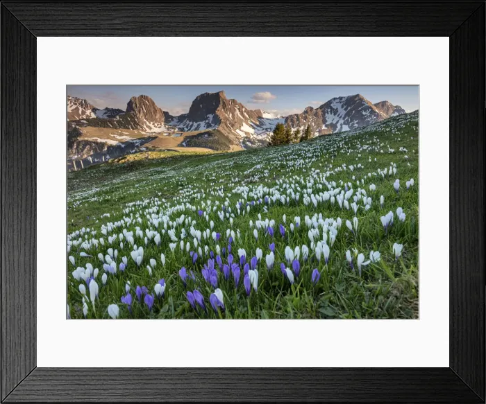 Framed Print : Switzerland, Berner Oberland, View from Selibuhl, Crocuses Framed Print : Switzerland, Berner Oberland, View from Selibuhl, Crocuses