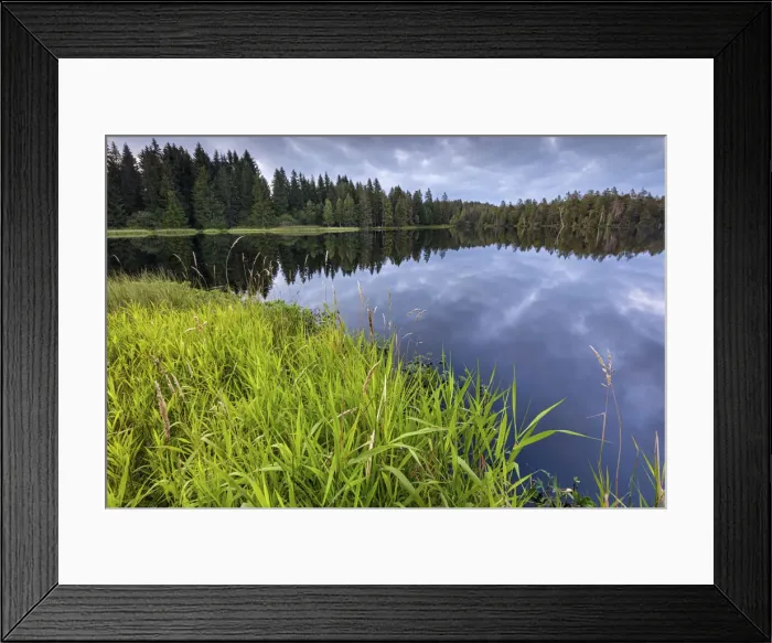 Framed Print : Switzerland, Canton of Jura, Etang de la Gruere, Moor pond, Natural park