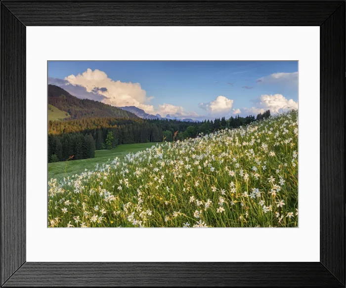 Framed Print : Switzerland, Canton of Vaud, Les Pleiades plateau, Daffodils Framed Print : Switzerland, Canton of Vaud, Les Pleiades plateau, Daffodils