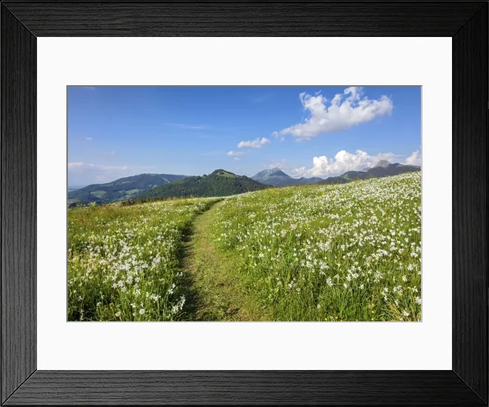 Framed Print : Switzerland, Canton of Vaud, Les Pleiades plateau, Daffodils Framed Print : Switzerland, Canton of Vaud, Les Pleiades plateau, Daffodils