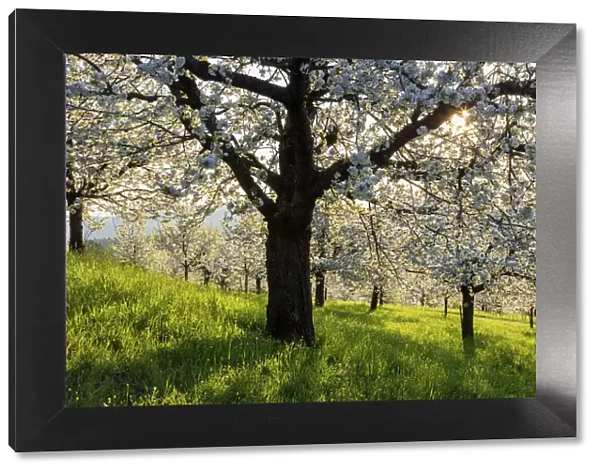 Switzerland, Canton of Solothurn, Cherry trees near St. Pantaleon village, Cherry blossom