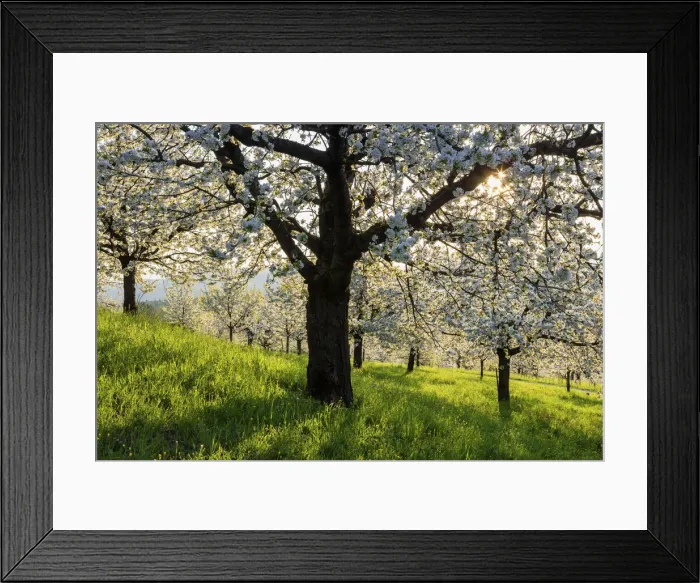 Framed Print : Switzerland, Canton of Solothurn, Cherry trees near St. Pantaleon village, Cherry blossom Framed Print : Switzerland, Canton of Solothurn, Cherry trees near St. Pantaleon village, Cherry blossom