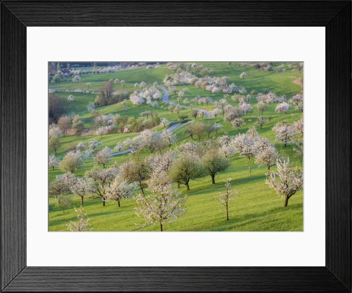 Framed Print : Switzerland, Canton of Solothurn, Cherry trees near St. Pantaleon village, Cherry blossom Framed Print : Switzerland, Canton of Solothurn, Cherry trees near St. Pantaleon village, Cherry blossom