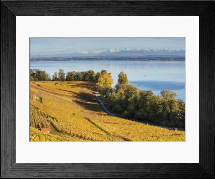 Framed Print : Switzerland, Canton of Neuchatel, Lake Neuchatel, Vineyards near Concise village Framed Print : Switzerland, Canton of Neuchatel, Lake Neuchatel, Vineyards near Concise village