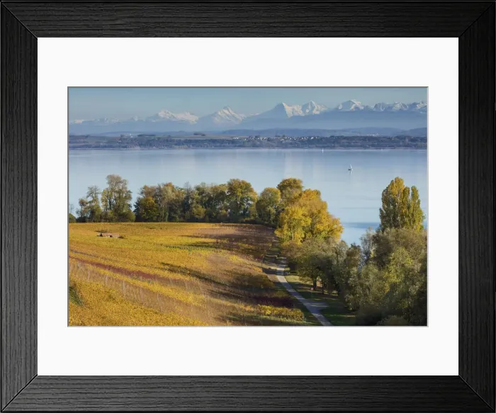 Framed Print : Switzerland, Canton of Neuchatel, Lake Neuchatel, Vineyards near Concise village Framed Print : Switzerland, Canton of Neuchatel, Lake Neuchatel, Vineyards near Concise village