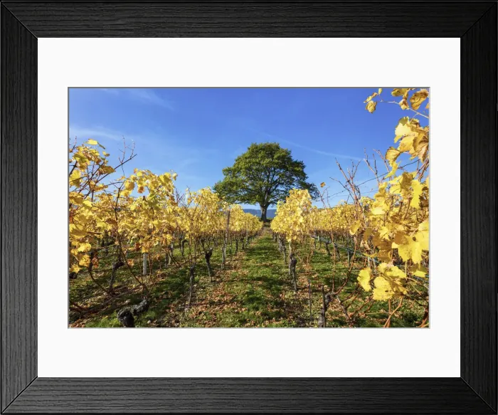 Framed Print : Switzerland, Canton of Neuchatel, Vineyard near Vaumarcus village, Oak Framed Print : Switzerland, Canton of Neuchatel, Vineyard near Vaumarcus village, Oak