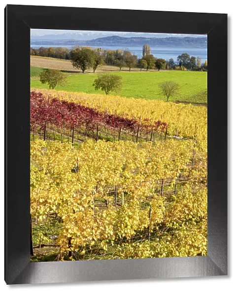 Switzerland, Canton of Vaud, vineyard near Concise village, Lake Neuchatel