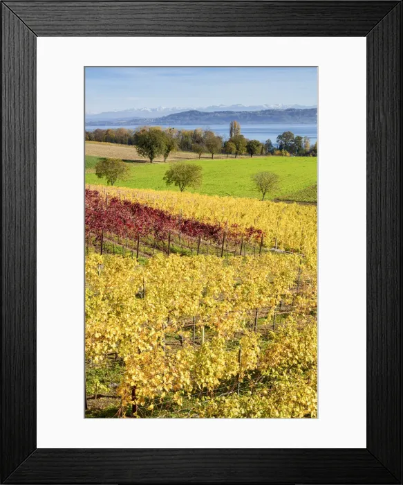 Framed Print : Switzerland, Canton of Vaud, vineyard near Concise village, Lake Neuchatel Framed Print : Switzerland, Canton of Vaud, vineyard near Concise village, Lake Neuchatel