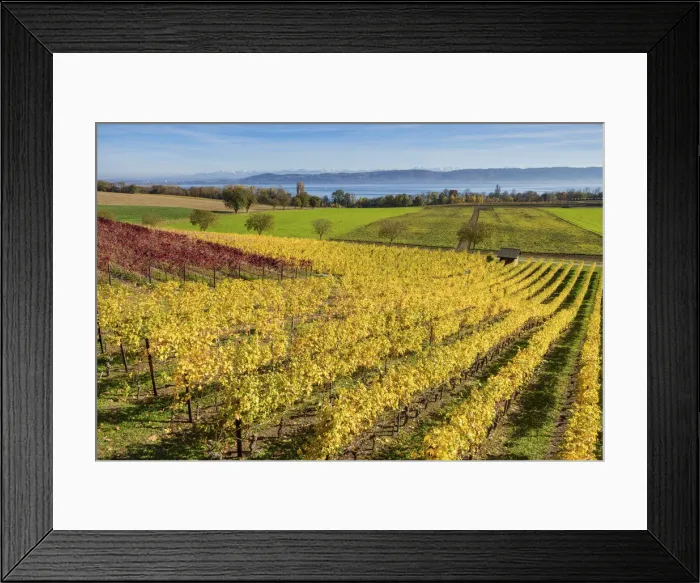 Framed Print : Switzerland, Canton of Vaud, vineyard near Concise village, Lake Neuchatel