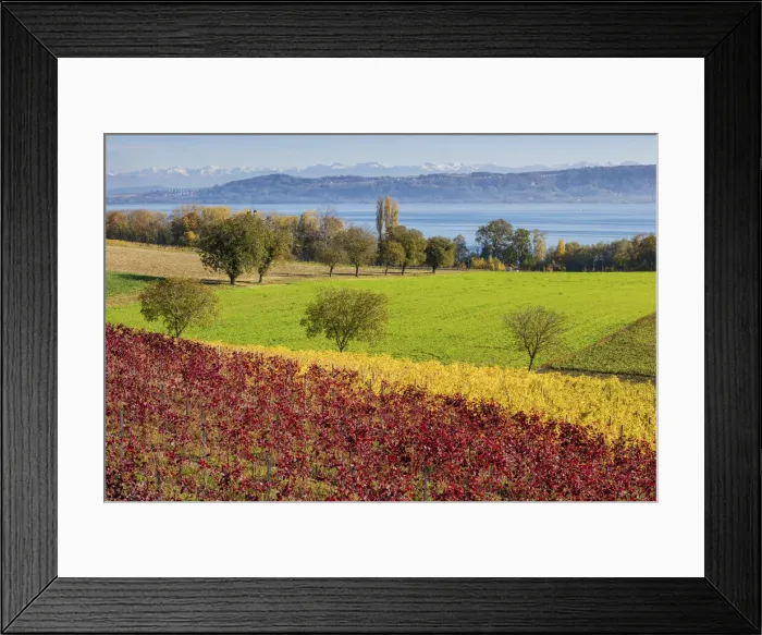 Framed Print : Switzerland, Canton of Vaud, vineyard near Concise village, Lake Neuchatel Framed Print : Switzerland, Canton of Vaud, vineyard near Concise village, Lake Neuchatel
