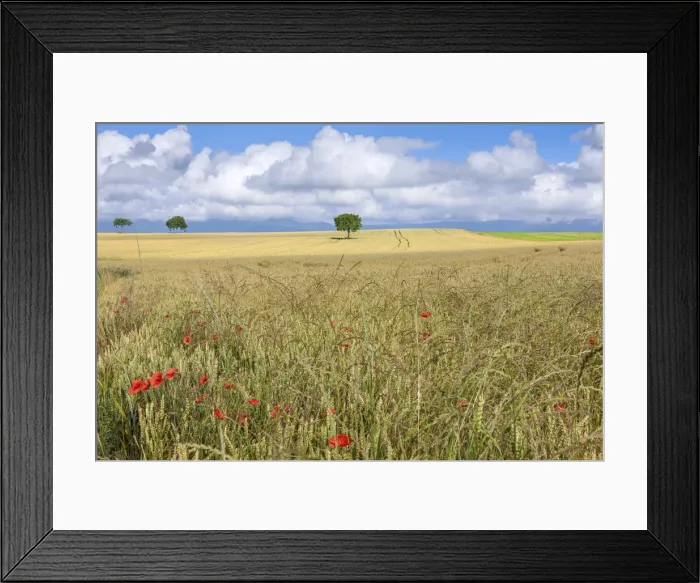 Framed Print : Switzerland, Canton of Vaud, Grain field near Mex village