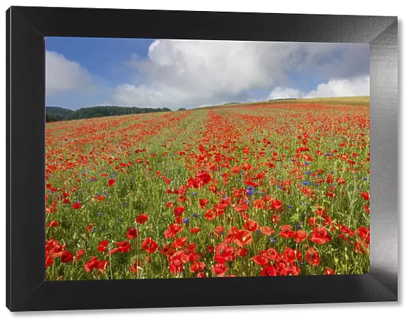 Switzerland, Canton of Vaud, poppy field near La Sarraz village