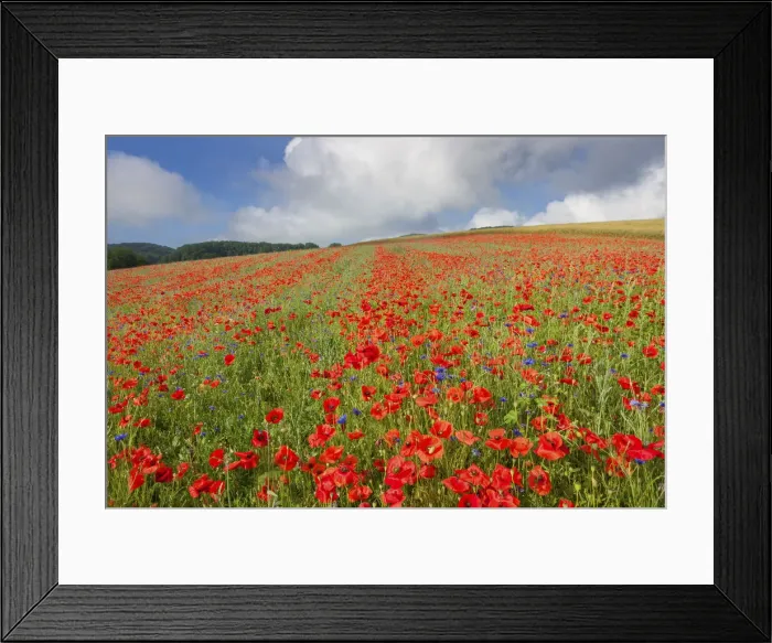 Framed Print : Switzerland, Canton of Vaud, poppy field near La Sarraz village Framed Print : Switzerland, Canton of Vaud, poppy field near La Sarraz village