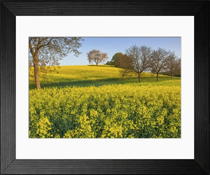 Framed Print : Switzerland, Canton of Vaud, Rapeseed field near Mex village Framed Print : Switzerland, Canton of Vaud, Rapeseed field near Mex village