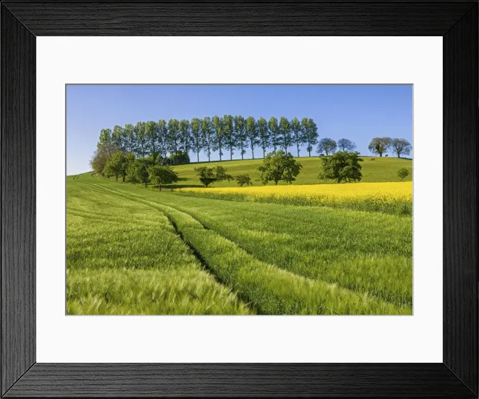Framed Print : Switzerland, Canton of Vaud, Grain field near Concise village