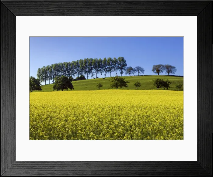 Framed Print : Switzerland, Canton of Vaud, Rapeseed field near Concise village Framed Print : Switzerland, Canton of Vaud, Rapeseed field near Concise village