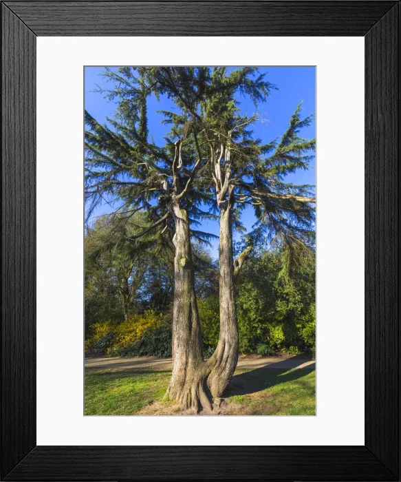 Framed Print : England, London, Greenwich, Greenwich Park, The Flower Garden, Pine Trees