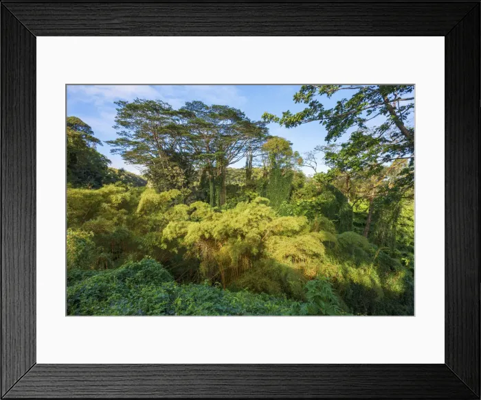 Framed Print : USA, Hawaii, Big Island, Akaka Falls State Park Framed Print : USA, Hawaii, Big Island, Akaka Falls State Park