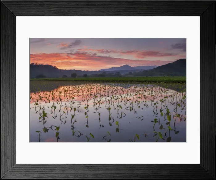 Framed Print : USA, Hawaii, Kauai, Hanalei Valley Framed Print : USA, Hawaii, Kauai, Hanalei Valley